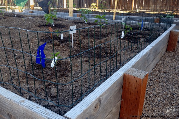 How to Make a DIY Garden Cloche + Gardening with Chickens