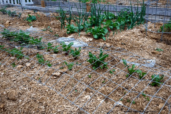 How to Make a DIY Garden Cloche + Gardening with Chickens
