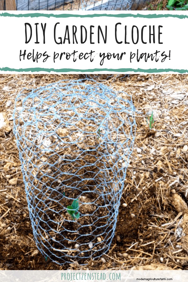 How to Make a DIY Garden Cloche + Gardening with Chickens