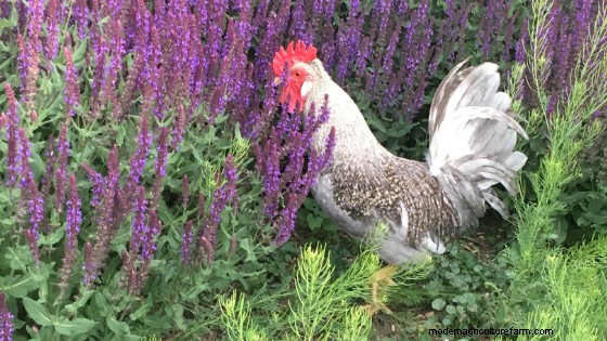Caring for Chickens: 10 Beginner Chicken Questions and Answers