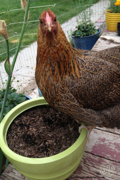 Caring for Chickens: 10 Beginner Chicken Questions and Answers