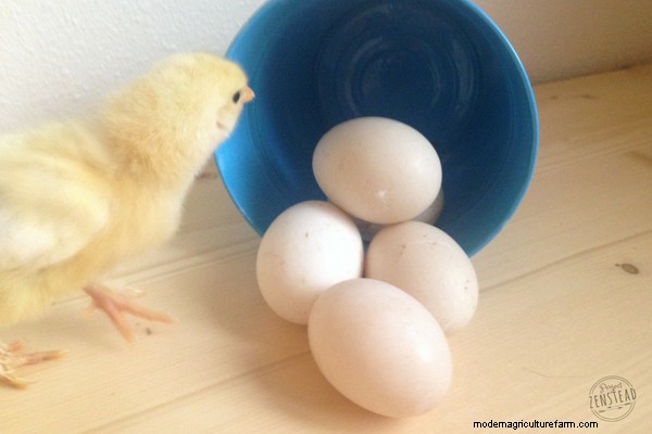 Caring for Chickens: 10 Beginner Chicken Questions and Answers