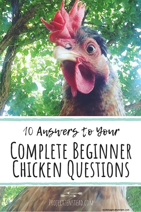 Caring for Chickens: 10 Beginner Chicken Questions and Answers