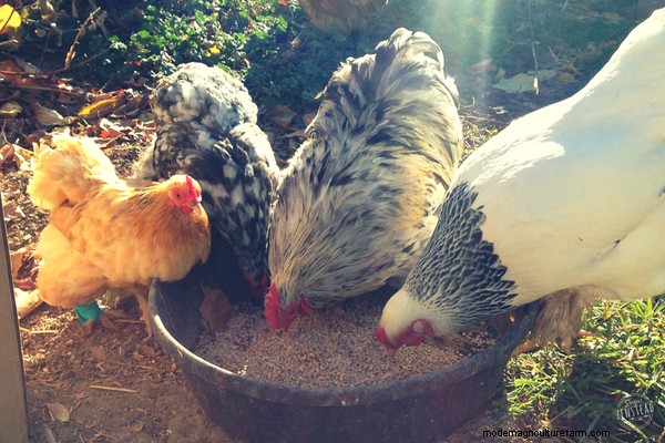Caring for Chickens: 10 Beginner Chicken Questions and Answers