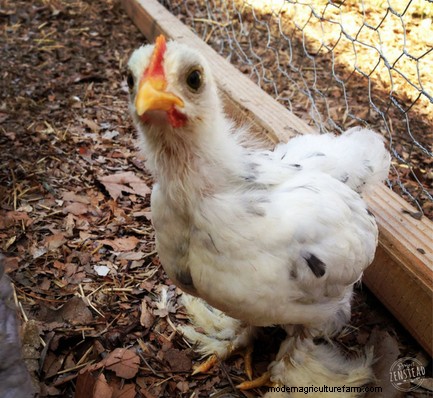 Caring for Chickens: 10 Beginner Chicken Questions and Answers