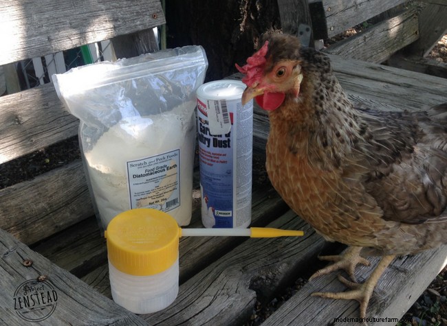 How to Stock a Chicken First Aid Kit + A Full List of Supplies