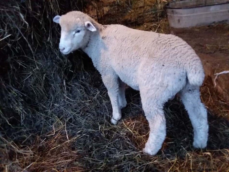 Need Your Lambs To Gain More Weight? 3 Things To Check