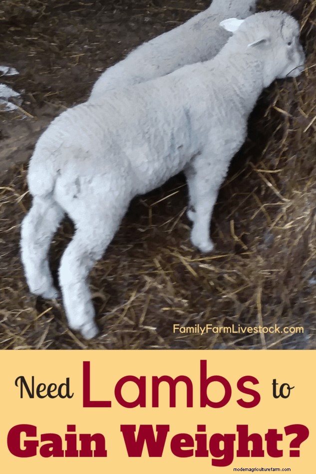 Need Your Lambs To Gain More Weight? 3 Things To Check