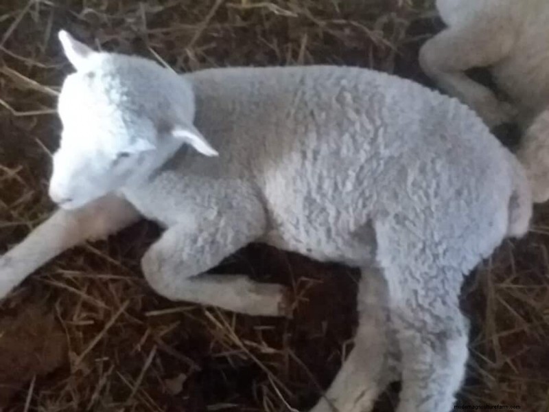 Need Your Lambs To Gain More Weight? 3 Things To Check