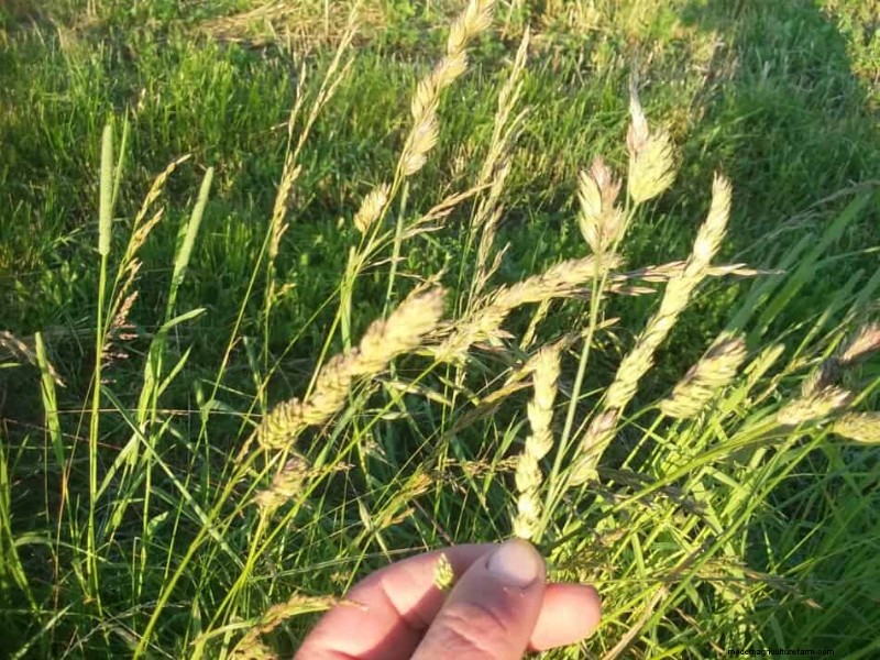 What Is 1st Cutting Hay?