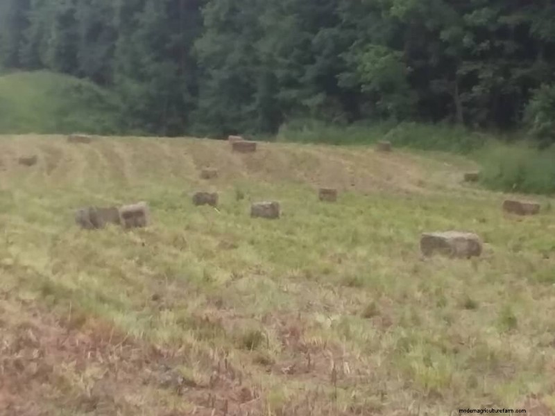 What Is 1st Cutting Hay?