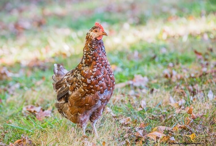 The 17 Most Beautiful Chicken Breeds
