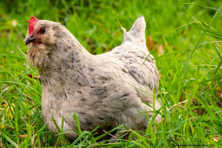 The 17 Most Beautiful Chicken Breeds
