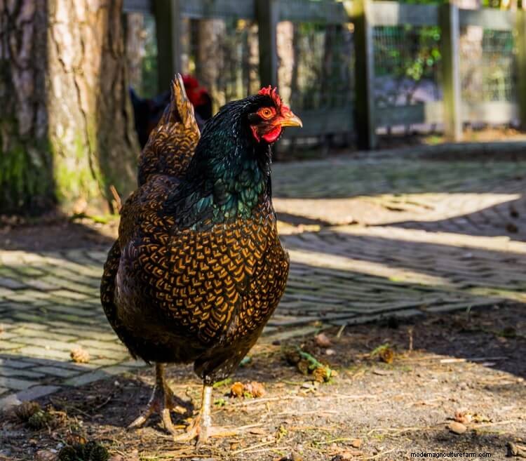 The 17 Most Beautiful Chicken Breeds