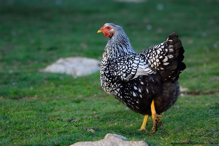 The 17 Most Beautiful Chicken Breeds