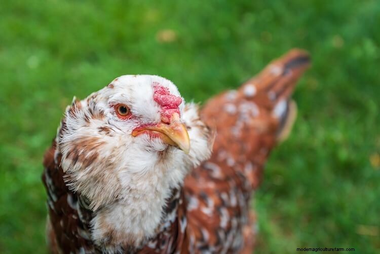 The 17 Most Beautiful Chicken Breeds