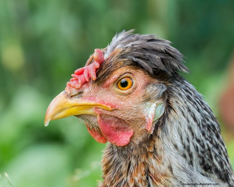 The 17 Most Beautiful Chicken Breeds