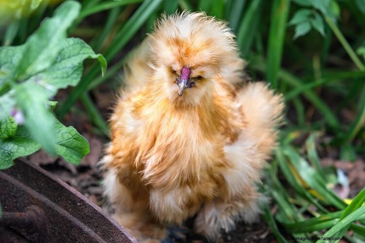 The 17 Most Beautiful Chicken Breeds