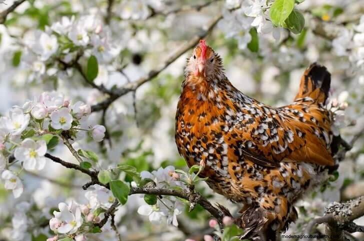 The 17 Most Beautiful Chicken Breeds