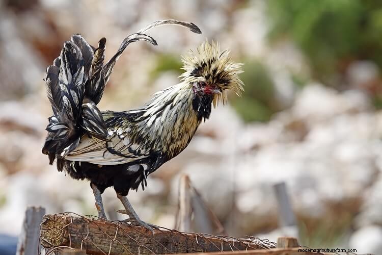 The 17 Most Beautiful Chicken Breeds