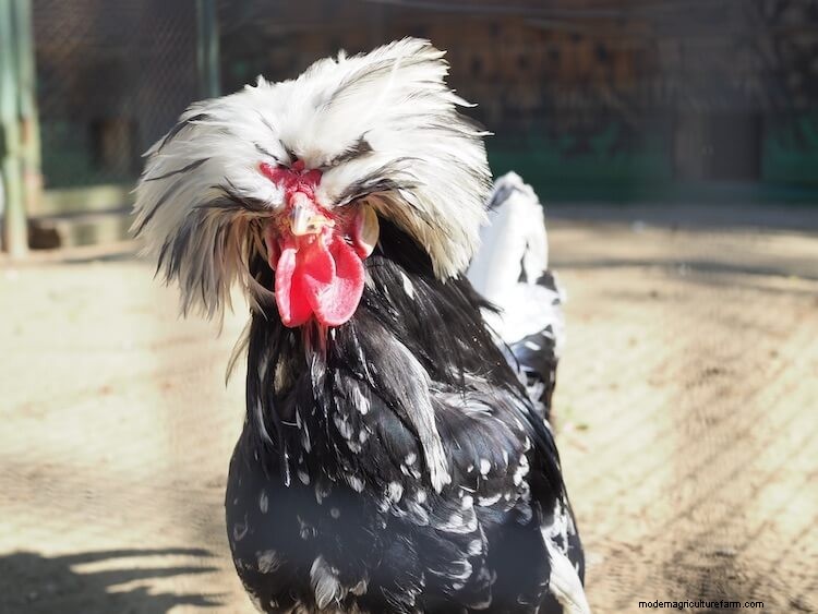 The 17 Most Beautiful Chicken Breeds