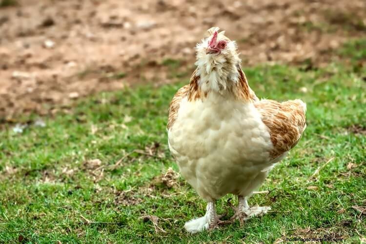 The 17 Most Beautiful Chicken Breeds