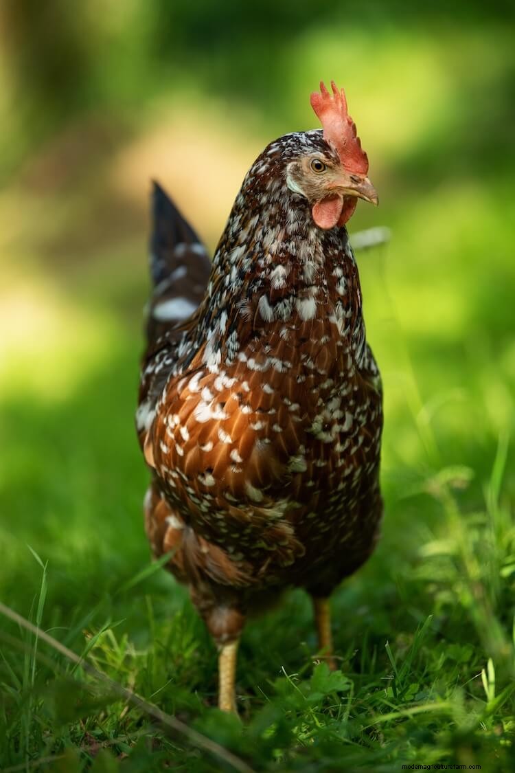 The 17 Most Beautiful Chicken Breeds