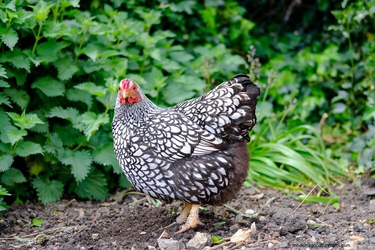 The 15 Cutest Chicken Breeds: Ranked By Most Adorable