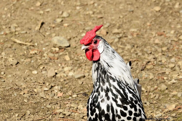 The 15 Cutest Chicken Breeds: Ranked By Most Adorable