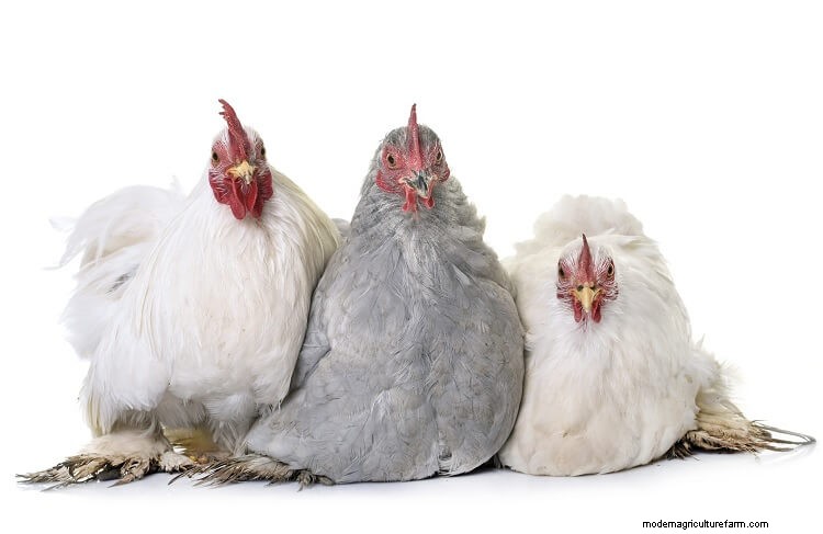 The 15 Cutest Chicken Breeds: Ranked By Most Adorable