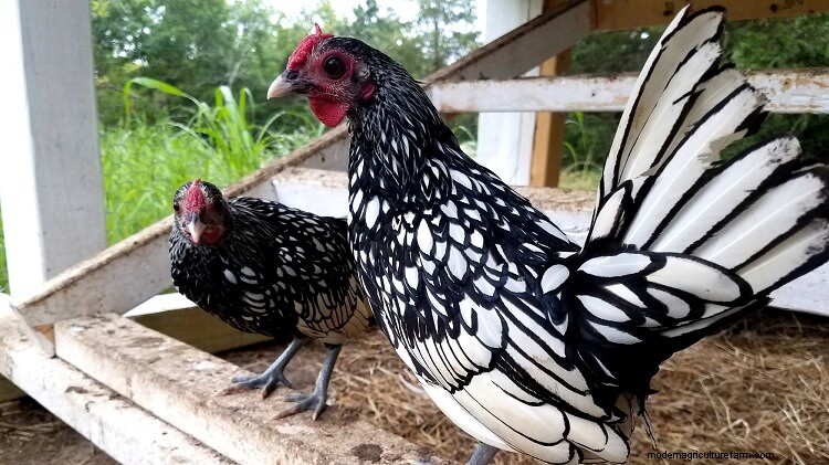 The 15 Cutest Chicken Breeds: Ranked By Most Adorable