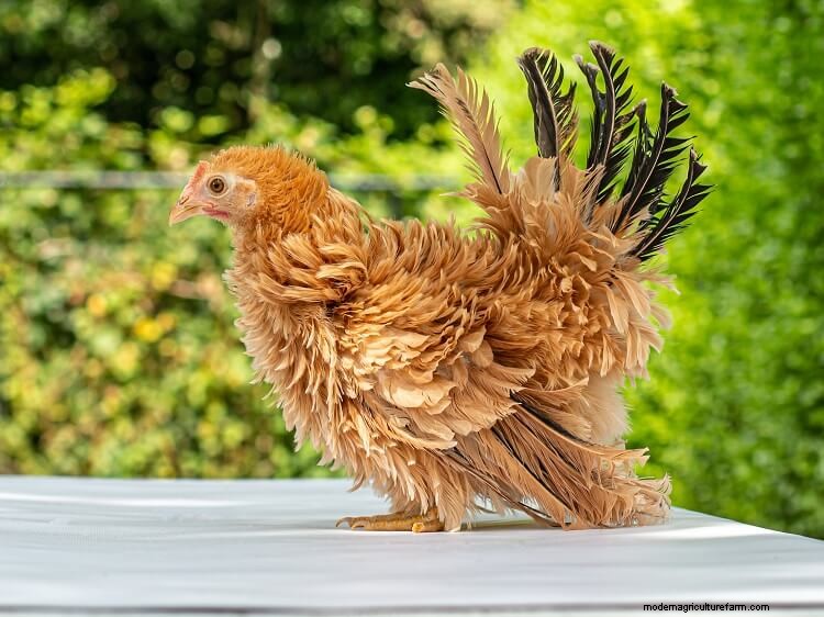 The 15 Cutest Chicken Breeds: Ranked By Most Adorable