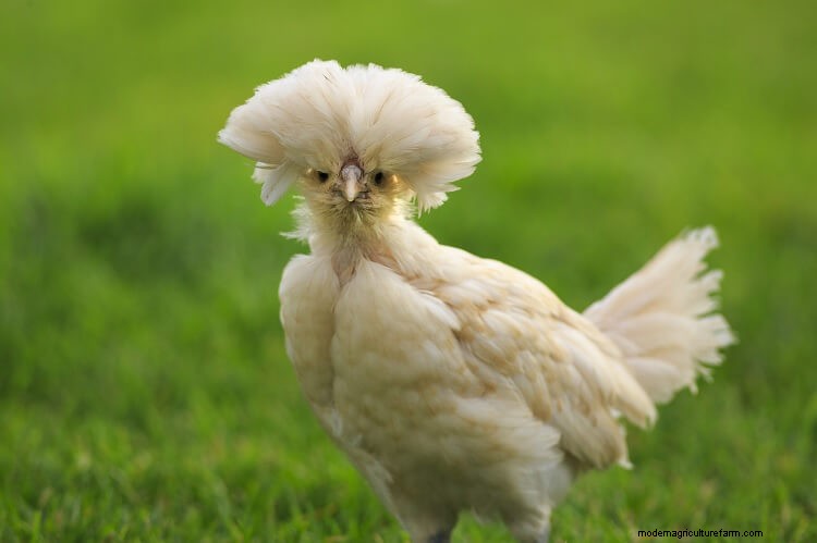The 15 Friendliest Chicken Breeds That Love People
