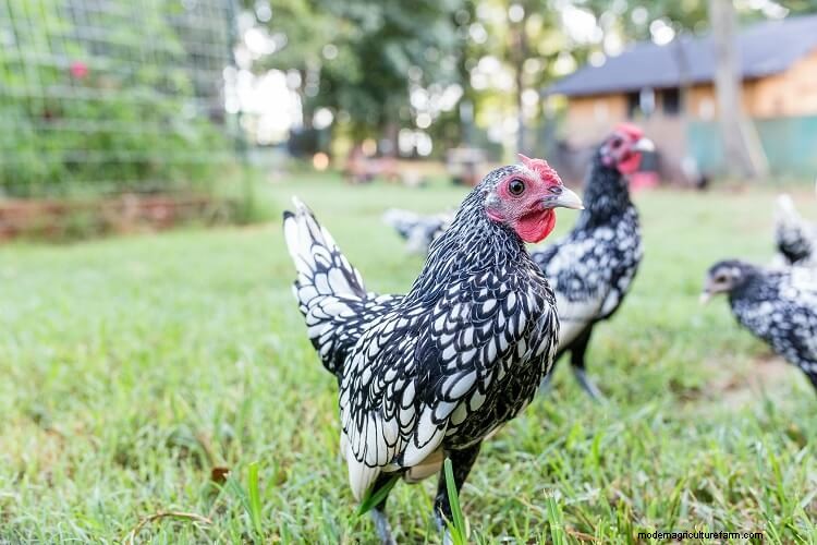 The 15 Friendliest Chicken Breeds That Love People
