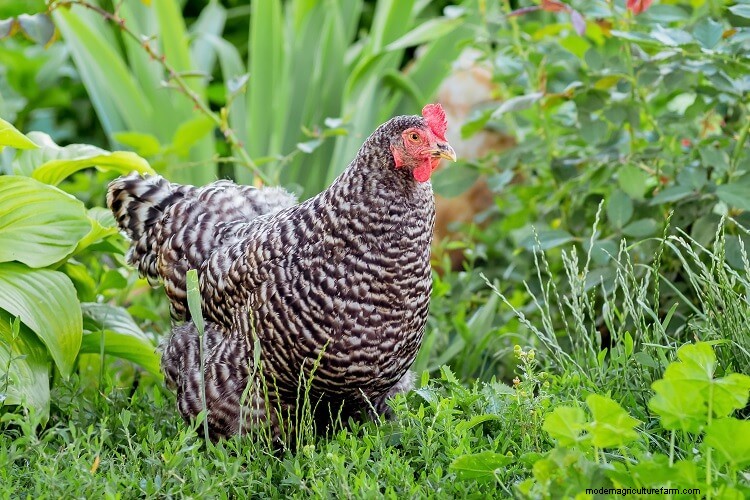 The 15 Friendliest Chicken Breeds That Love People