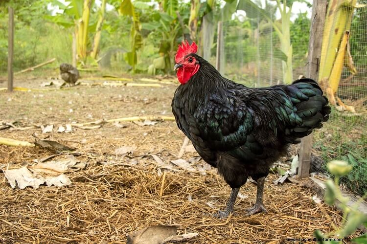 The 15 Friendliest Chicken Breeds That Love People