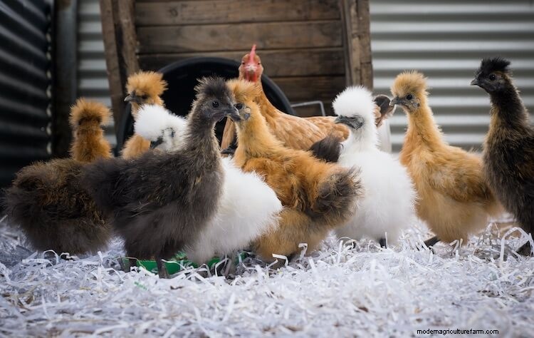 The 15 Friendliest Chicken Breeds That Love People