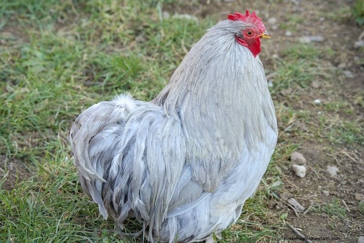 The 15 Friendliest Chicken Breeds That Love People