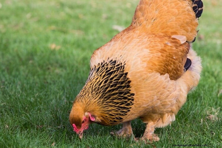 The 15 Friendliest Chicken Breeds That Love People