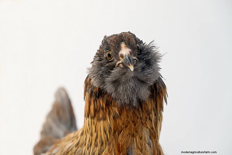 The 15 Friendliest Chicken Breeds That Love People