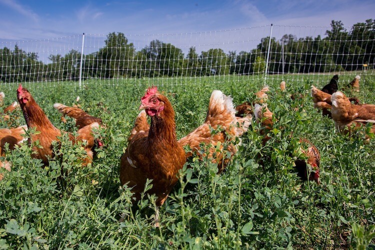The 15 Friendliest Chicken Breeds That Love People