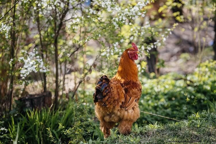 Rhode Island Red: All You Need To Know