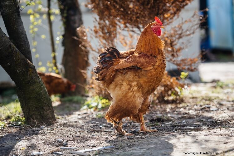 Rhode Island Red: All You Need To Know