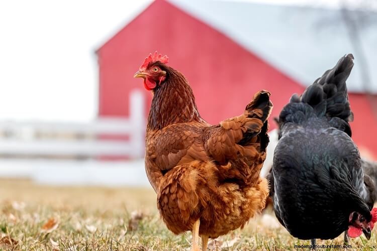 Rhode Island Red: All You Need To Know