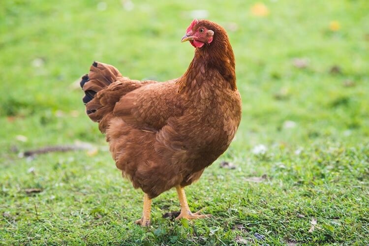 Rhode Island Red: All You Need To Know