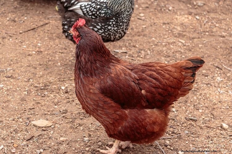Rhode Island Red: All You Need To Know