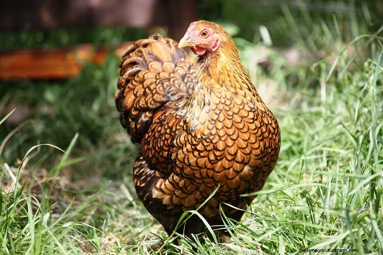 Golden Laced Wyandotte: Breed Information and Owner’s Guide