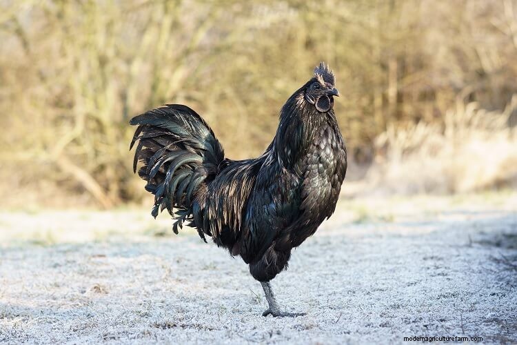 The Ultimate Ayam Cemani Care Guide