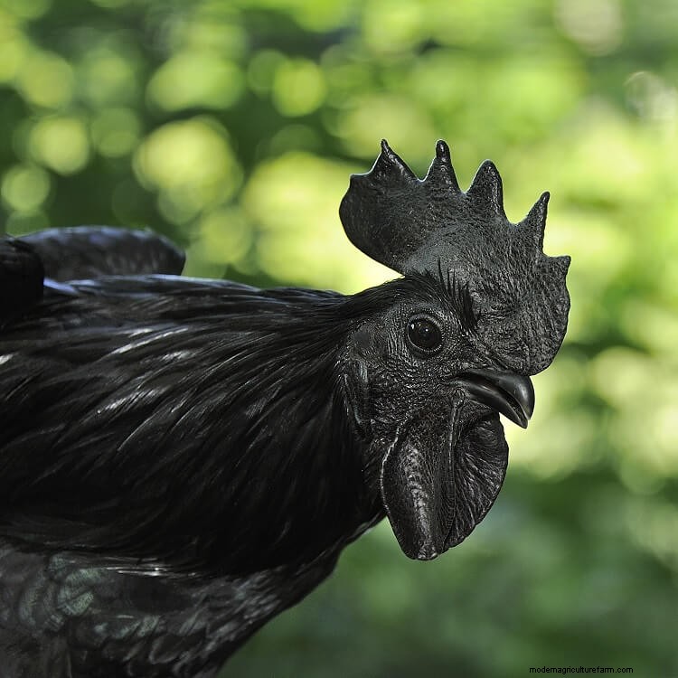 The Ultimate Ayam Cemani Care Guide