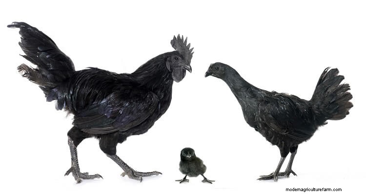 The Ultimate Ayam Cemani Care Guide
